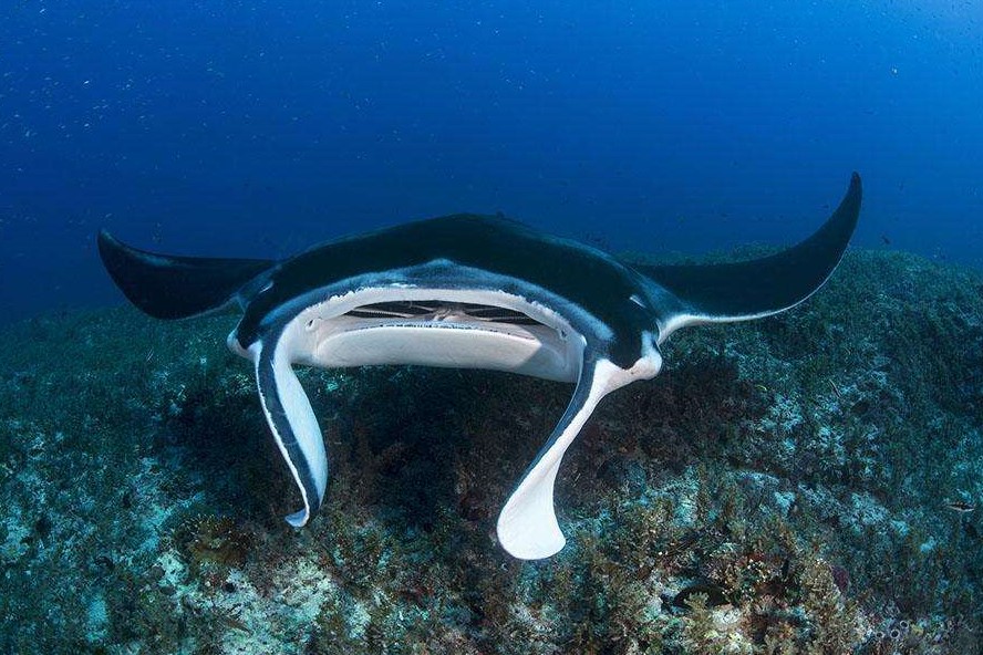 海鷂魚齒