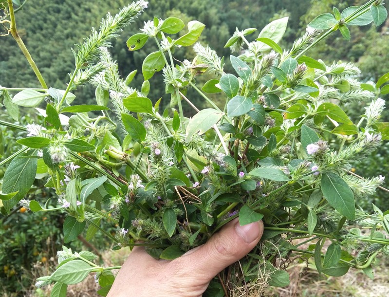 孩兒草