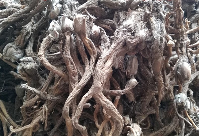 白頭翁莖葉