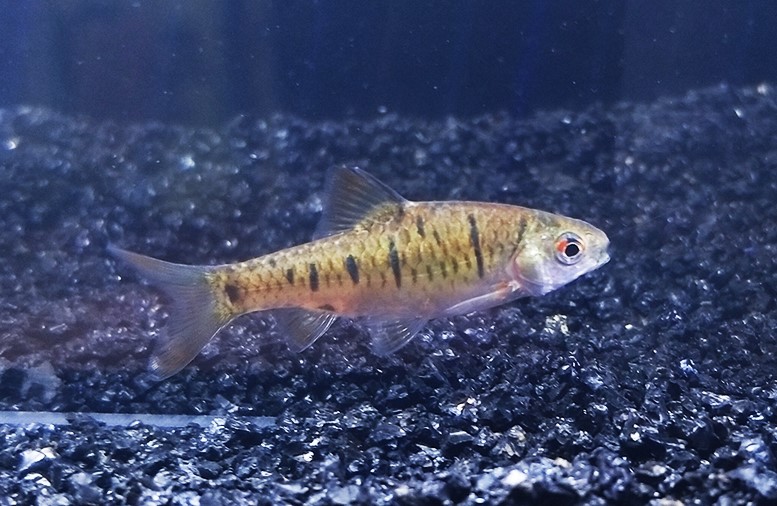 鲃魚