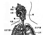 鼻旁竇支氣管綜合征 鼻旁竇支氣管綜合征