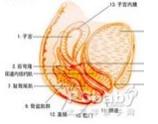 妊娠合并多囊腎 妊娠合并多囊腎