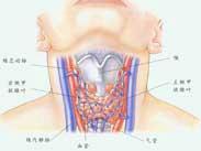 甲狀腺結核 甲狀腺結核