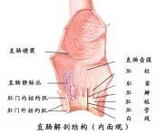 小兒先天性直腸肛門畸形