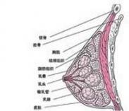 乳腺腫瘤 乳腺腫瘤