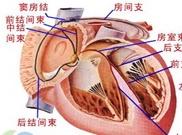竇性心律不齊