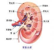 慢性腎性貧血 慢性腎性貧血