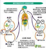 原發(fā)性阿米巴腦膜腦炎 原發(fā)性阿米巴腦膜腦炎