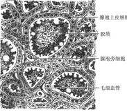 無痛性甲狀腺炎