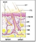 汗證