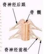 糖尿病所致脊髓病