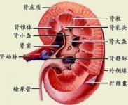 農藥中毒性腎病 農藥中毒性腎病