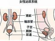 泌尿道腫瘤