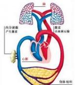 完全性大動脈錯位 完全性大動脈錯位