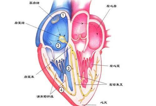 心臟神經(jīng)官能癥 心臟神經(jīng)官能癥